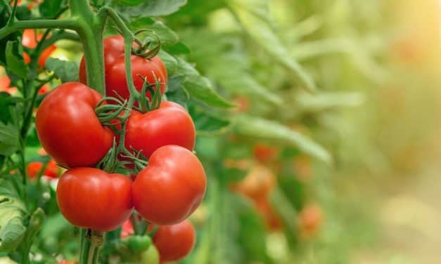 Paradicsomhajtatási Szakmai Nap