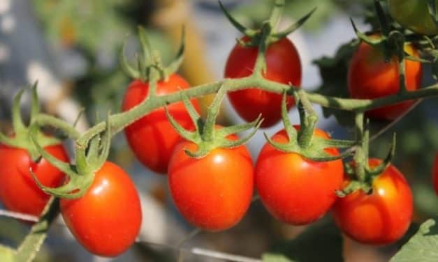 Szükséghelyzeti felhasználási engedély hajtatott paradicsom kultúrában