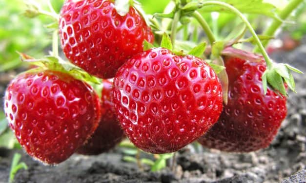 Nem szenvedett kárt a hazai szamócatermés