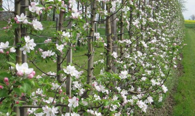 Több szaporítóanyagot is termelhetnénk