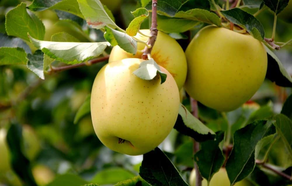 Idén elmarad az almaháború: a lengyel termés 60 százaléka megsemmisült