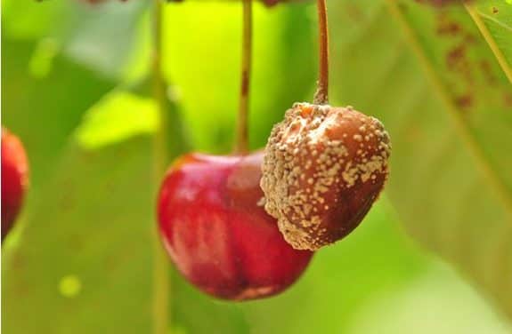 A jelenlegi időjárás a növényeknek és a károsítóknak is egyaránt kedvez