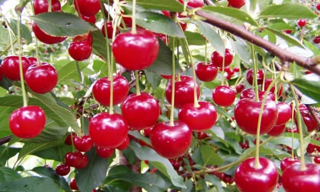 Meggy termés- és piaci prognózis – 2019.