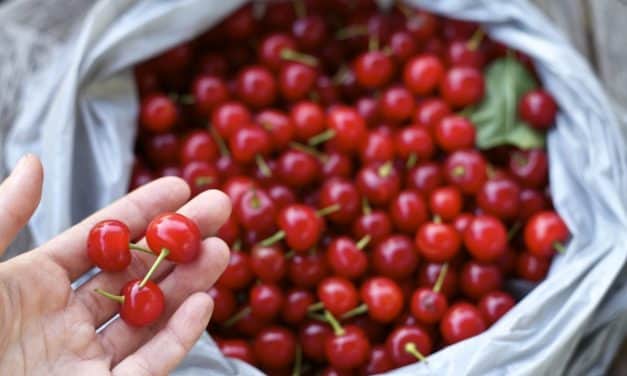 A FruitVeB álláspontja az idei, várható meggytermésről