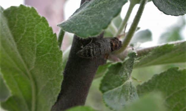 Erősen rajzik az almamoly