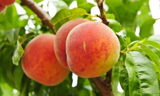 Csehországi szakmai út gyümölcstermesztőknek (2019.07.16-19.)