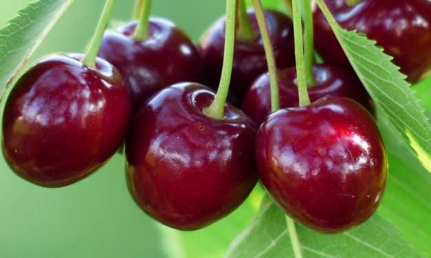 10 ezer tonna alá csökkenhet a cseresznyetermés a sok eső miatt