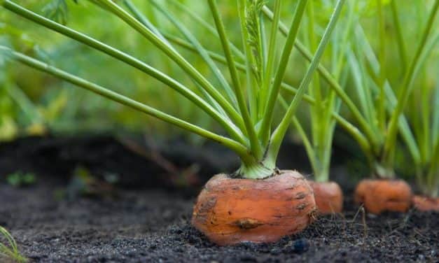 Szükséghelyzeti felhasználási engedély sárgarépa kultúrában