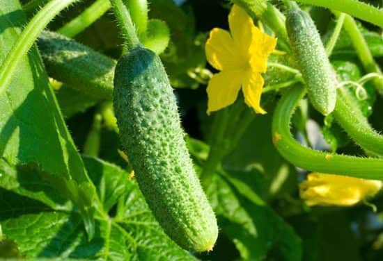 Kifogott a konzervuborka a magyar gazdákon: már a hazai piacot sem tudják ellátni