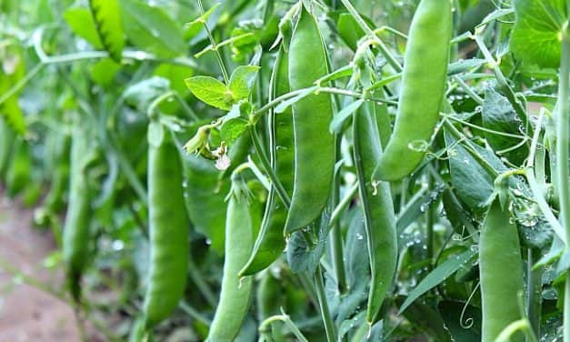 A sok eső növeli a növényvédelmi kiadásokat