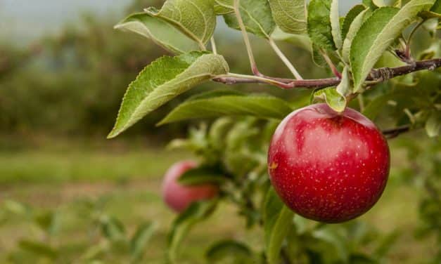 Van, ahol kisebbek lesznek idén az almák