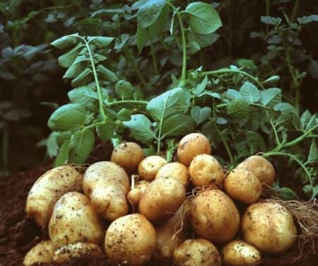 A hazai burgonyafajták jövőjéről tanácskoztak Nyírtelek-Gyulatanyán
