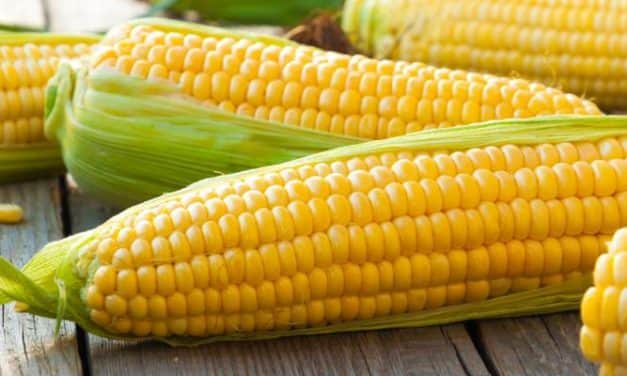 A magyar csemegekukoricát továbbra is világszerte veszik
