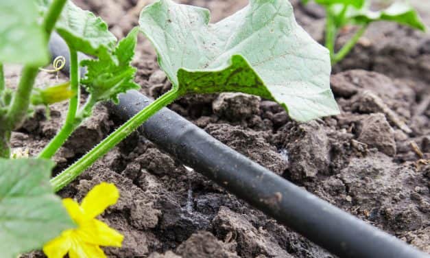 Frissült az öntözési eljárásokat összefoglaló útmutató