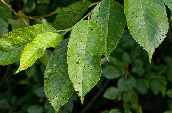 Növényvédelmi előrejelzés – Hőségben rövidül a szerek hatástartama