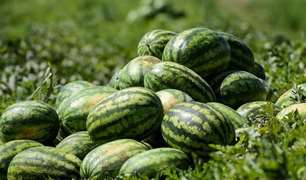 Összehasonlító elemzés a dinnye termőterületéről és várható termésmennyiségről 2019. július 18.