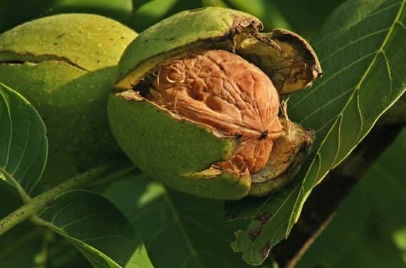 Importfüggő az EU dióból