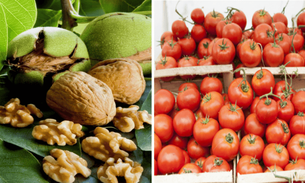 Szükséghelyzeti felhasználási engedély ökológiai termesztésű dió és paradicsom kultúrákban