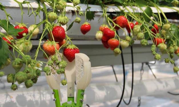 Milliókat költöttek egy eperszedő gépre