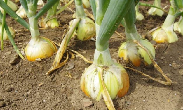 Beérett a hazai hagyma, az ára pedig rekordokat döntöget