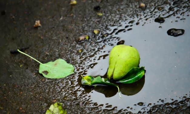 Példátlan kár érte a gyümölcsösöket