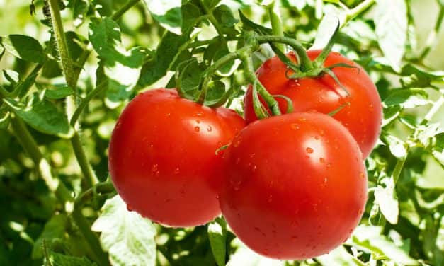 Csökkent a paradicsomkivitel