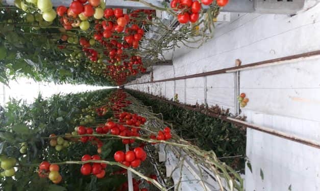 Beszámoló – Paradicsomhajtatás szakmai nap – Felgyő, 2019. július 12.