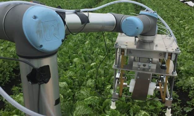 Így tanítják salátaszedésre az első robotot