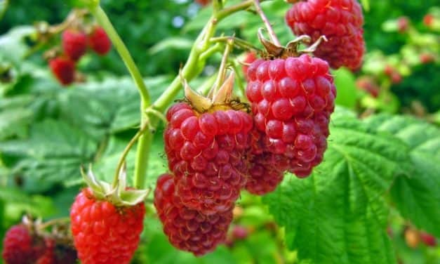 Az ukrán málna ára magasabb a tavalyihoz képest