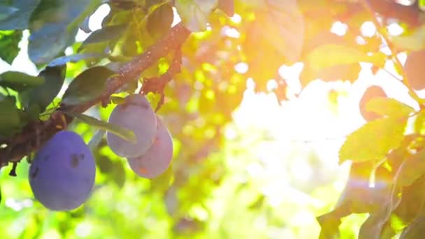 Védjük a fejlődő gyümölcsöket az UV sugaraktól