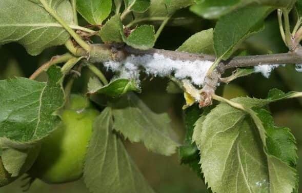 Kevesebb moly rajzik