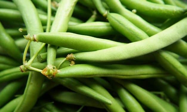 Szükséghelyzeti felhasználási engedély zöldbab kultúrában