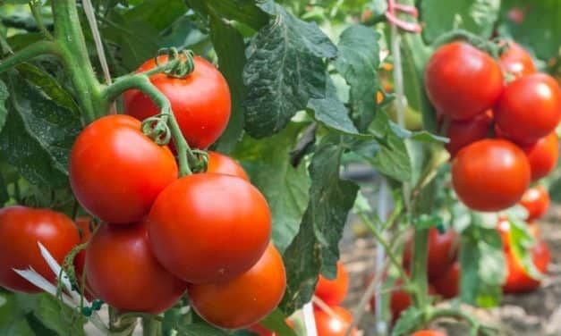 Csak egy határig kedvez a paradicsomnak a meleg