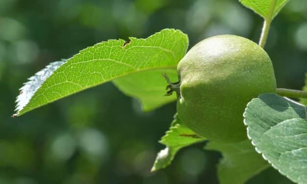 Ne feledje a levélmintáit a laboratóriumba leadni!