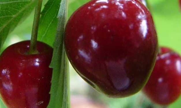 A cseresznye Csehországban – a magyar Carmen a legszebbek egyike