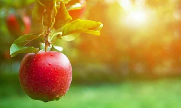 Elindult az almaszüret: az ár a tavalyi duplájáról startolt és máris a triplájánál jár