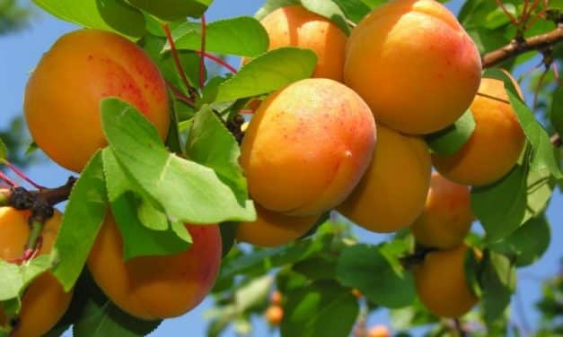 Magyar születésű kajszik