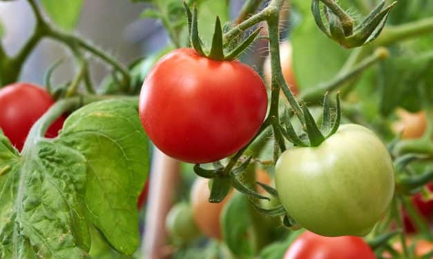 MEGHÍVÓ az IPARI PARADICSOM BEMUTATÓ szakmai rendezvényre