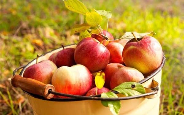 Fele annyi alma terem idén, mint tavaly