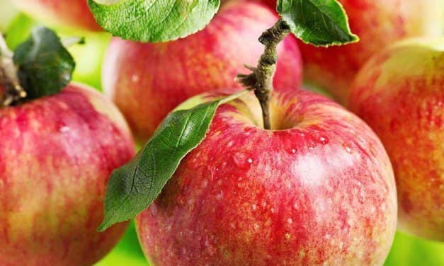 Ezzel az applikációval növelhető az alma terméshozama