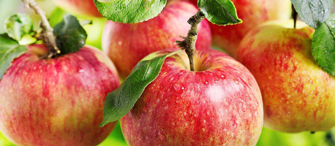 Ezzel az applikációval növelhető az alma terméshozama