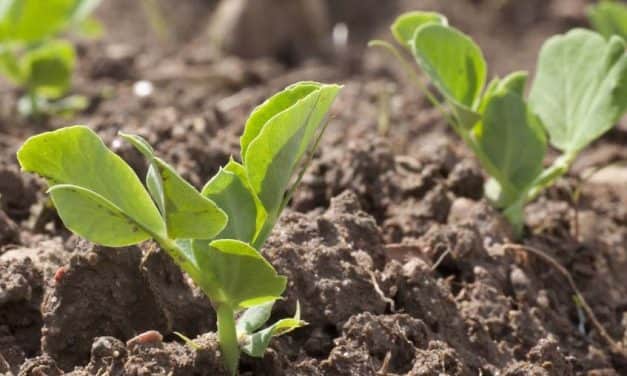 Több mint 670 millió forint zöldségek nemesítésére