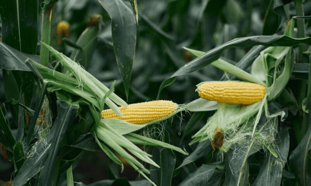 Nagy a kereslet a csemegekukoricára, emelkedtek a felvásárlási árak