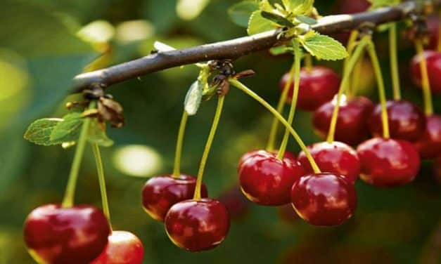 Németország még több meggyet kér – Mi vagyunk a legnagyobb beszállítója