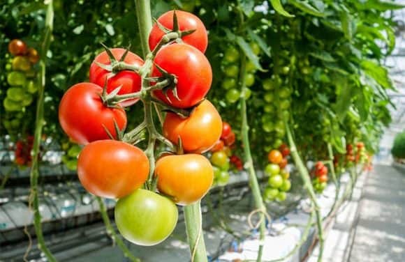 Paradicsomszkennelő kerülhet forgalomba Hollandiában