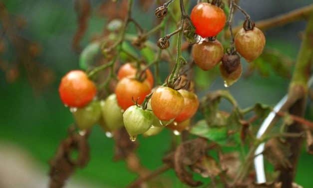 Már a toxintartalmat is vizsgálják