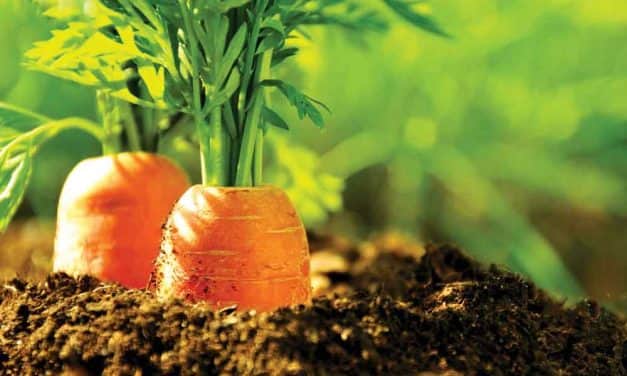 Még aktuális a tárolási és ipari gyökérzöldségfélék fejtrágyázása