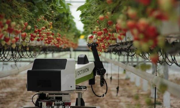 Szamócaszedő robot a szezonmunkások helyett