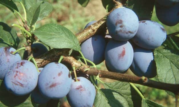 Szilvapiaci helyzetkép