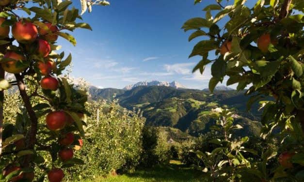 Dél-Tirolban jó almatermésre számítanak